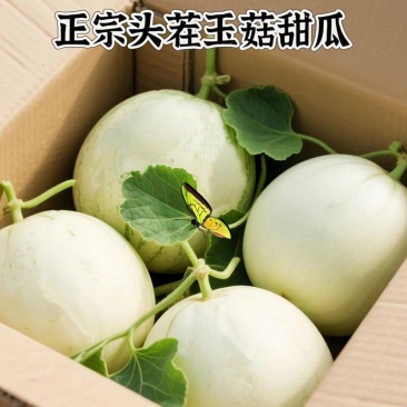 山东玉菇甜瓜，电商一件代发