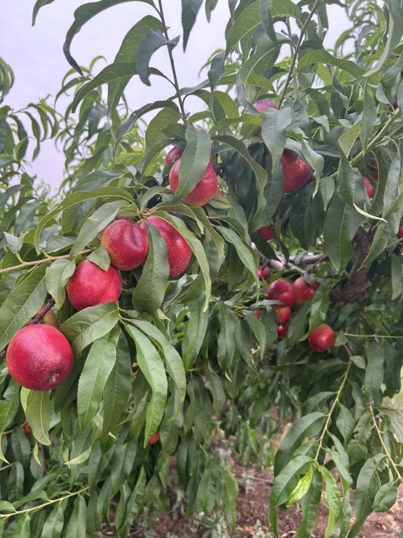 湖北露天油桃毛桃5月份上市