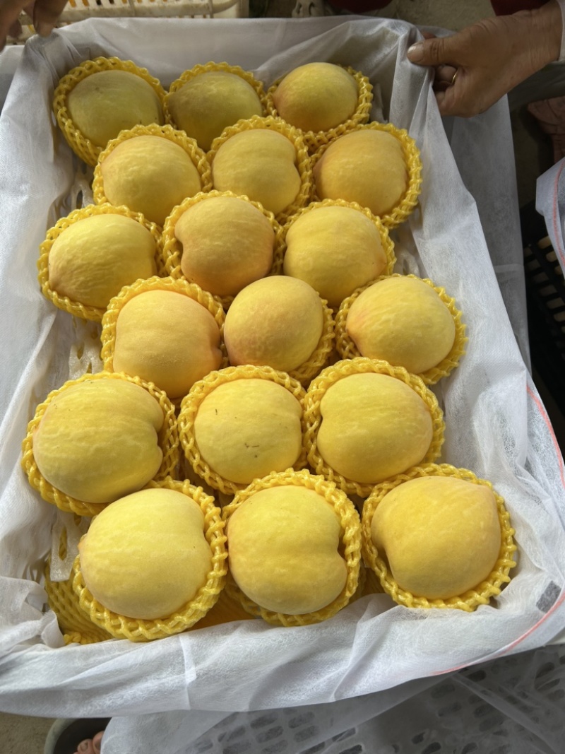 湖北露天油桃毛桃5月份上市