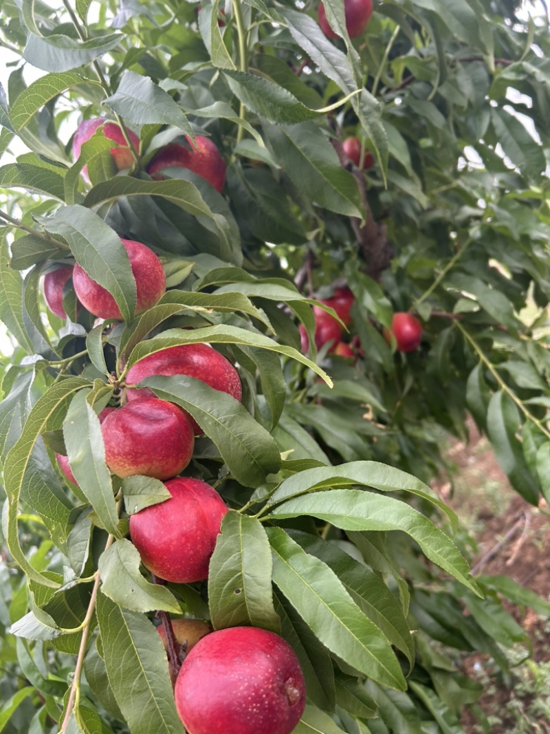 湖北露天油桃毛桃5月份上市