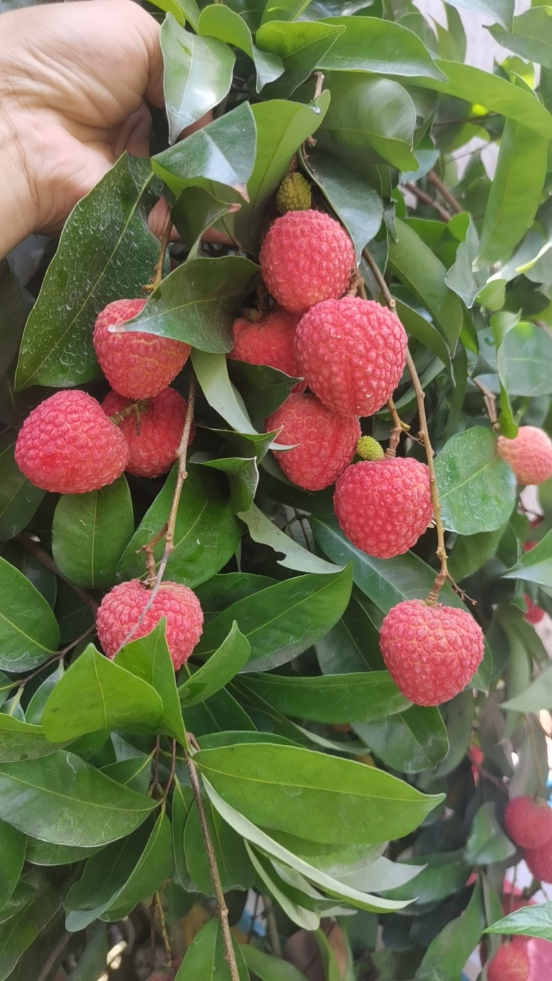 赤岗龙鳞荔枝