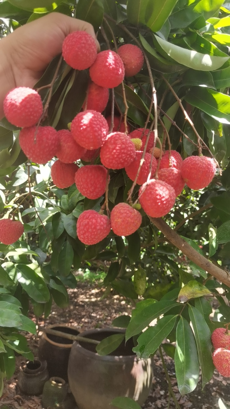 赤岗龙鳞荔枝
