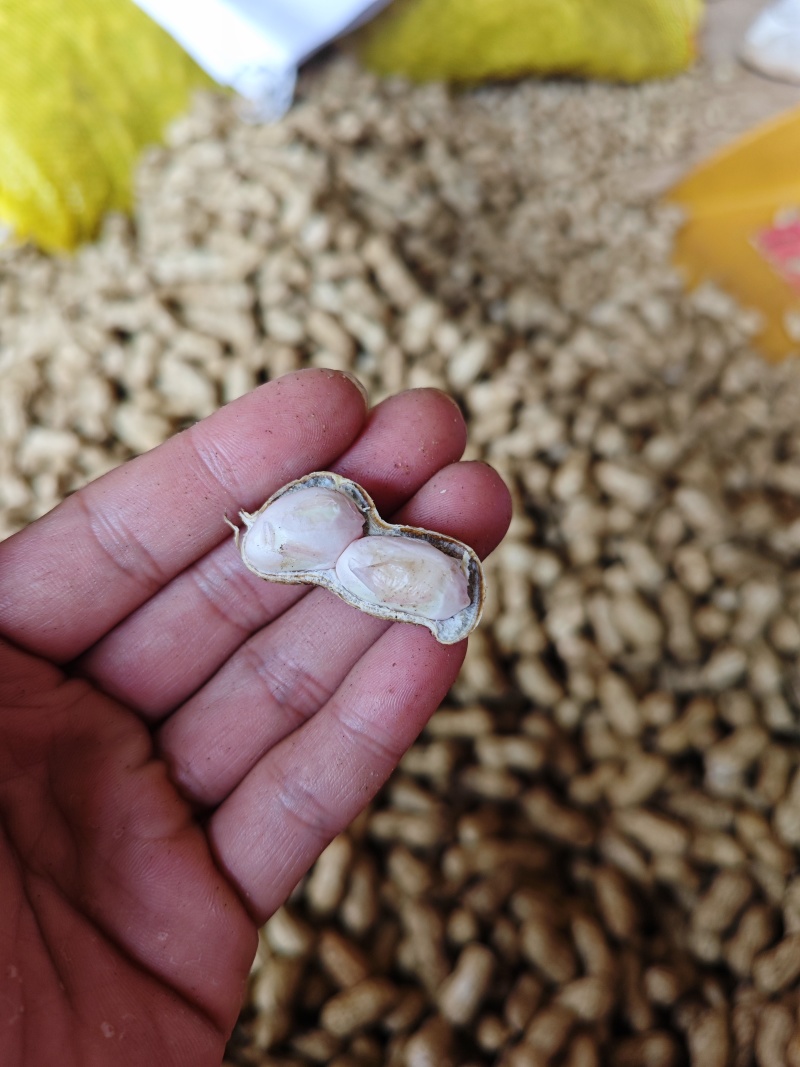 鲜花生上市白的红的都有大量现货颗颗饱满