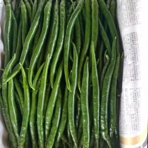 广西钦州3号辣椒