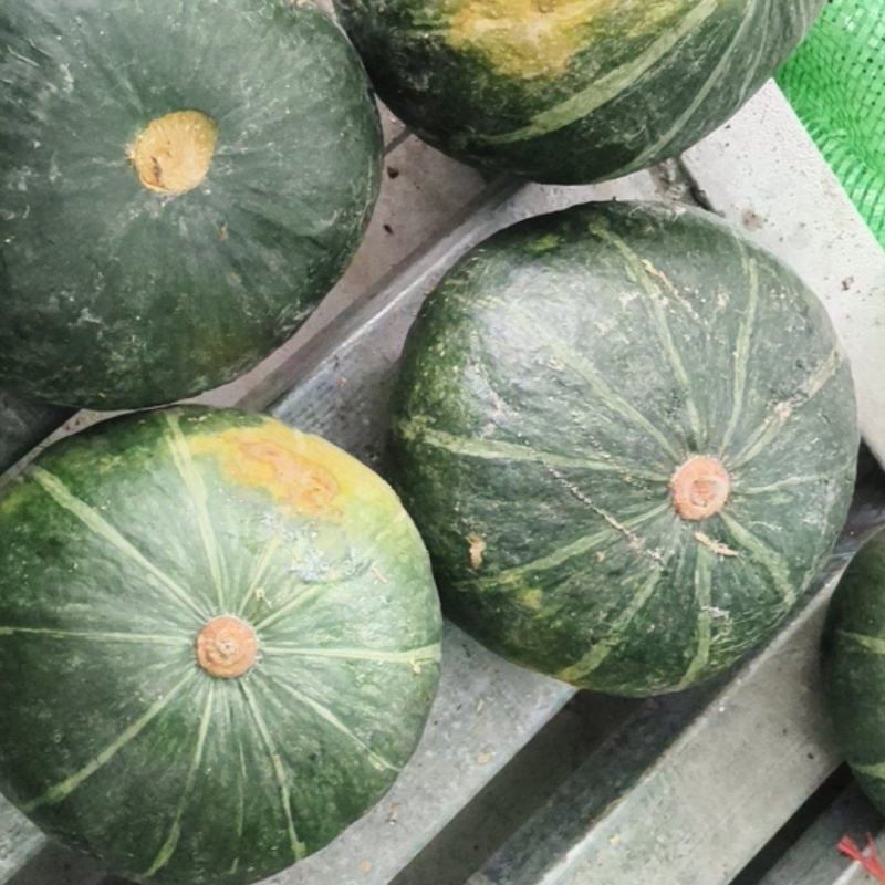 精品青南瓜