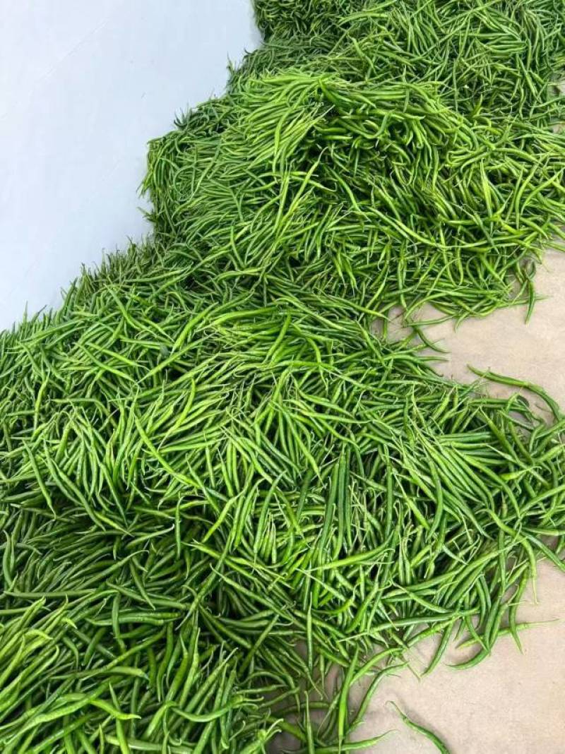 广西钦州3号辣椒
