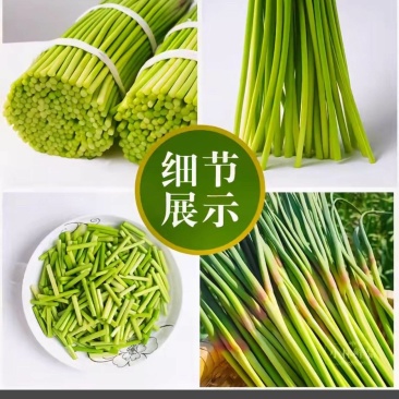 红头蒜苔