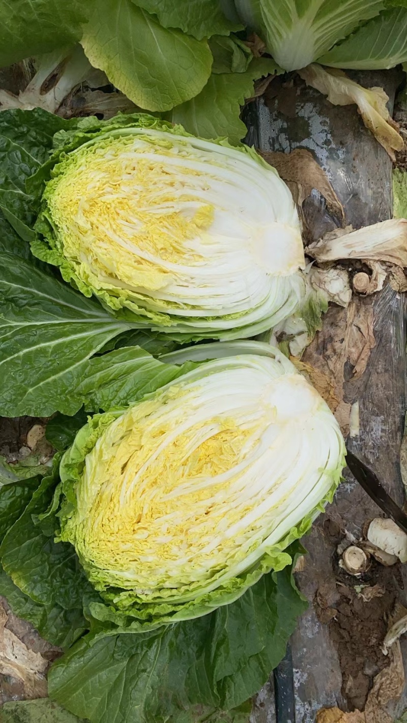 河南黄心大白菜大量上市，产地直发，支持视频看货，货发全国