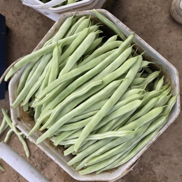 白大架豆角