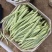 白大架豆角