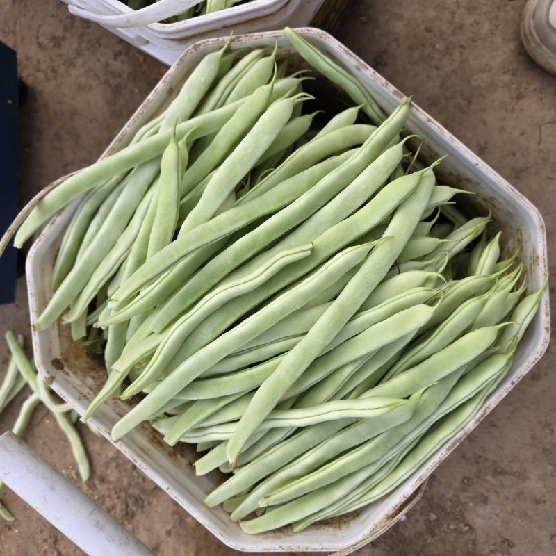 白大架豆角