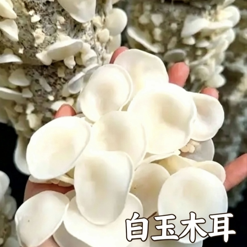白玉木耳干货批发山东鱼台县产地直供一手货源无中间商