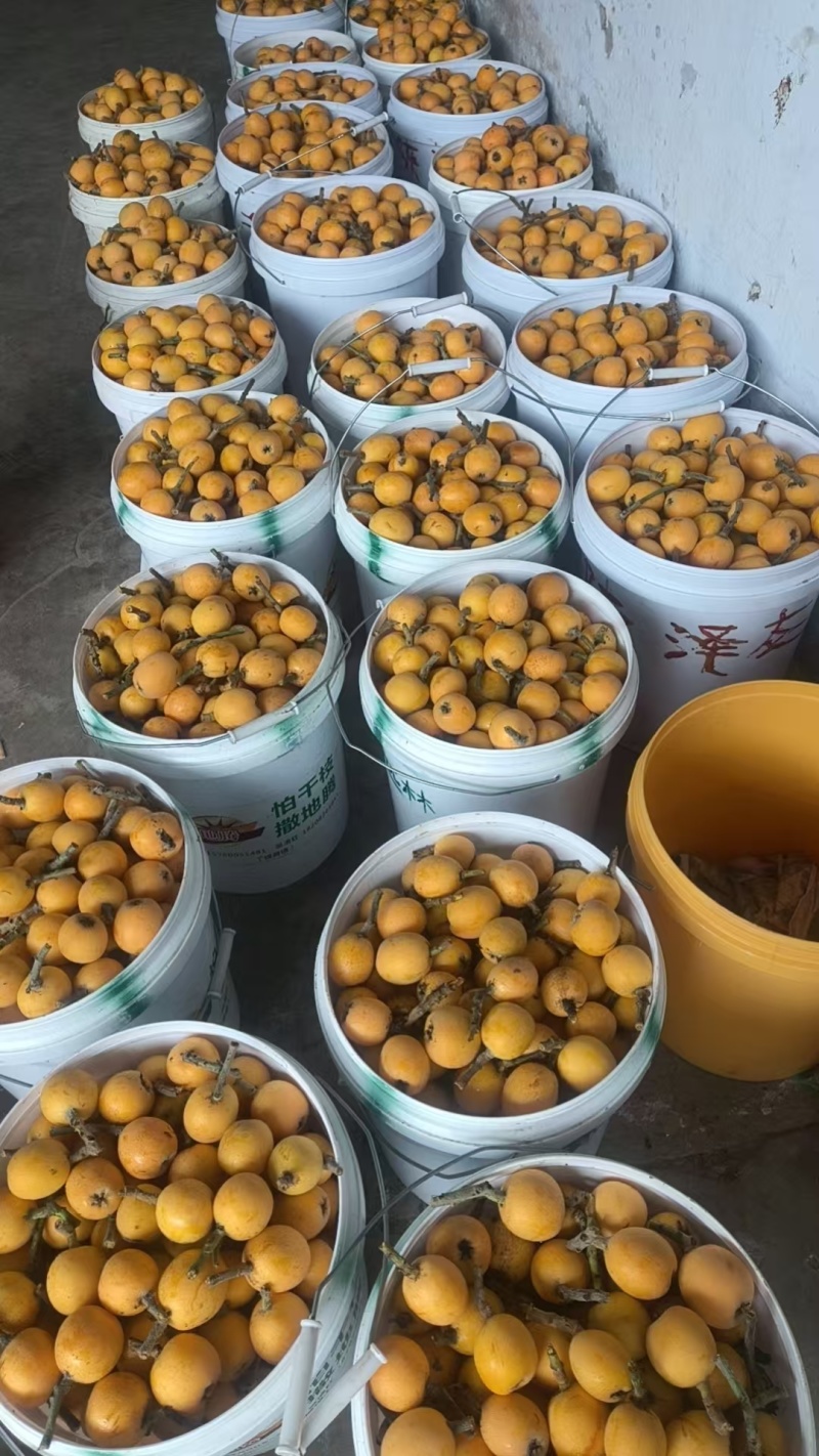 四川五星枇杷，果大皮薄，肉厚，汁液，化渣，味甜欢迎咨询，