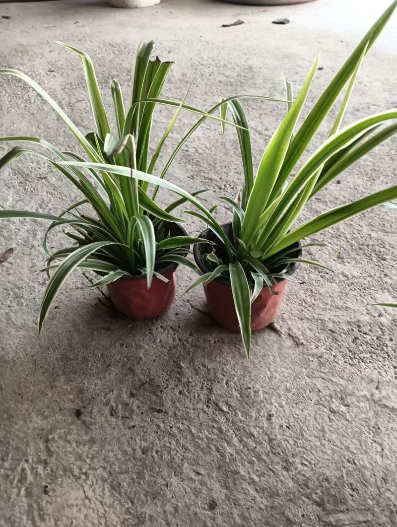 精品金边吊兰容器苗，各种规格，基地常年直销，量大从优