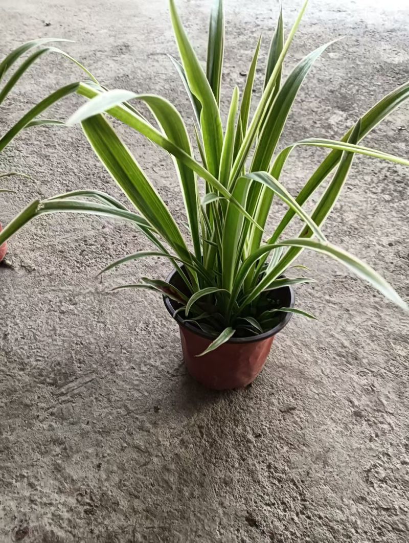 精品金边吊兰容器苗，各种规格，基地常年直销，量大从优