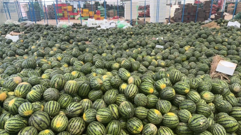 云南麒麟西瓜，甜王