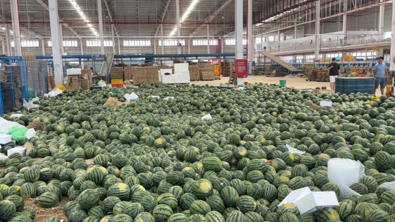 云南麒麟西瓜，甜王