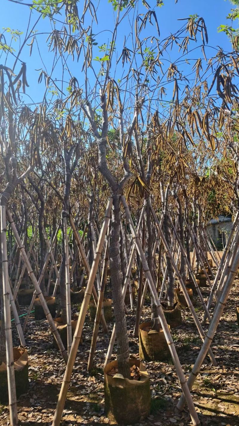 黄花风铃木，8-9-10-公分。普宁苗木直供