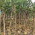小叶紫薇，4-5公分，普宁苗木基地