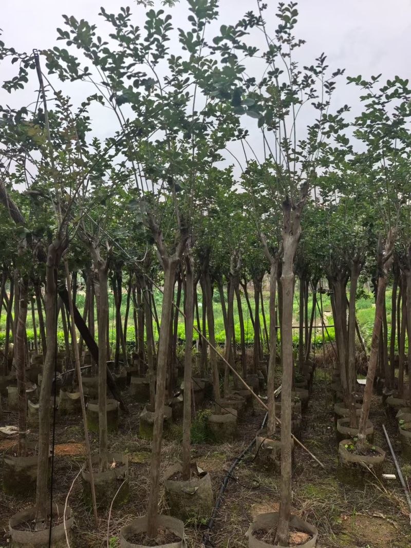 小叶紫薇，4-5公分，普宁苗木基地