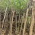 小叶紫薇，4-5公分，普宁苗木基地