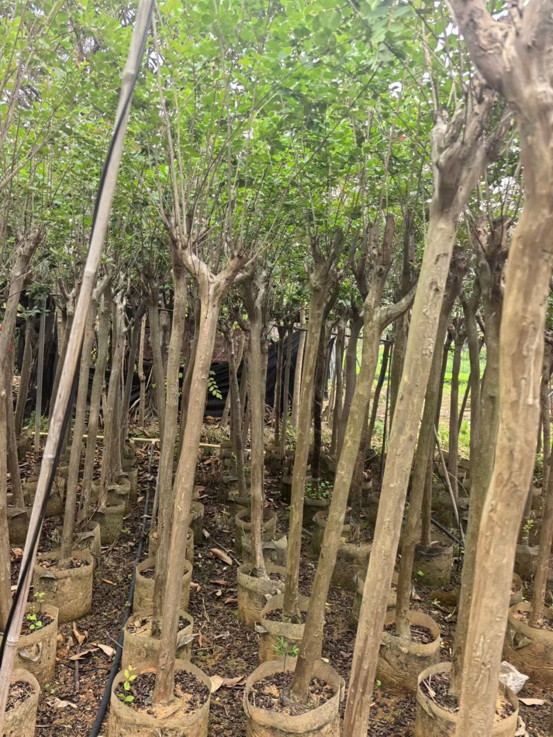 小叶紫薇，4-5公分，普宁苗木基地