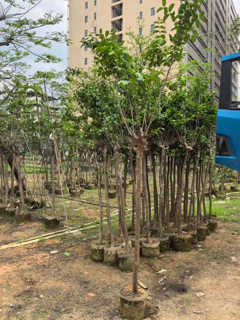 小叶紫薇，4-5公分，普宁苗木基地