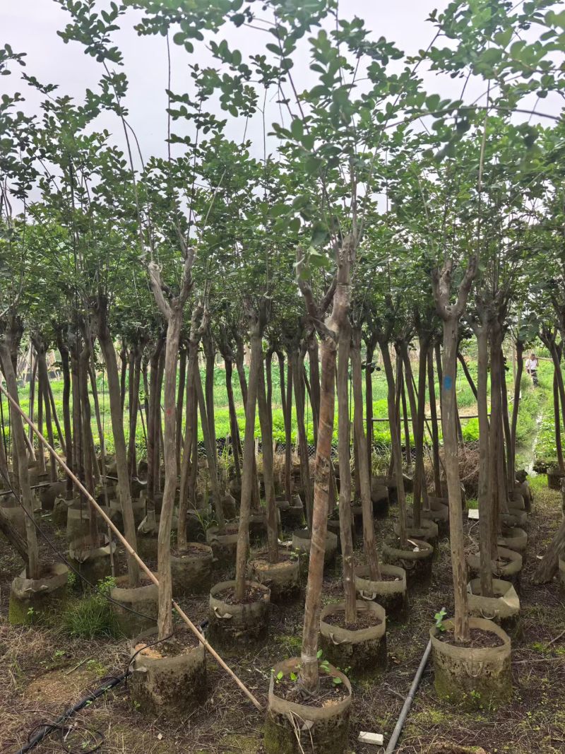 小叶紫薇，4-5公分，普宁苗木基地