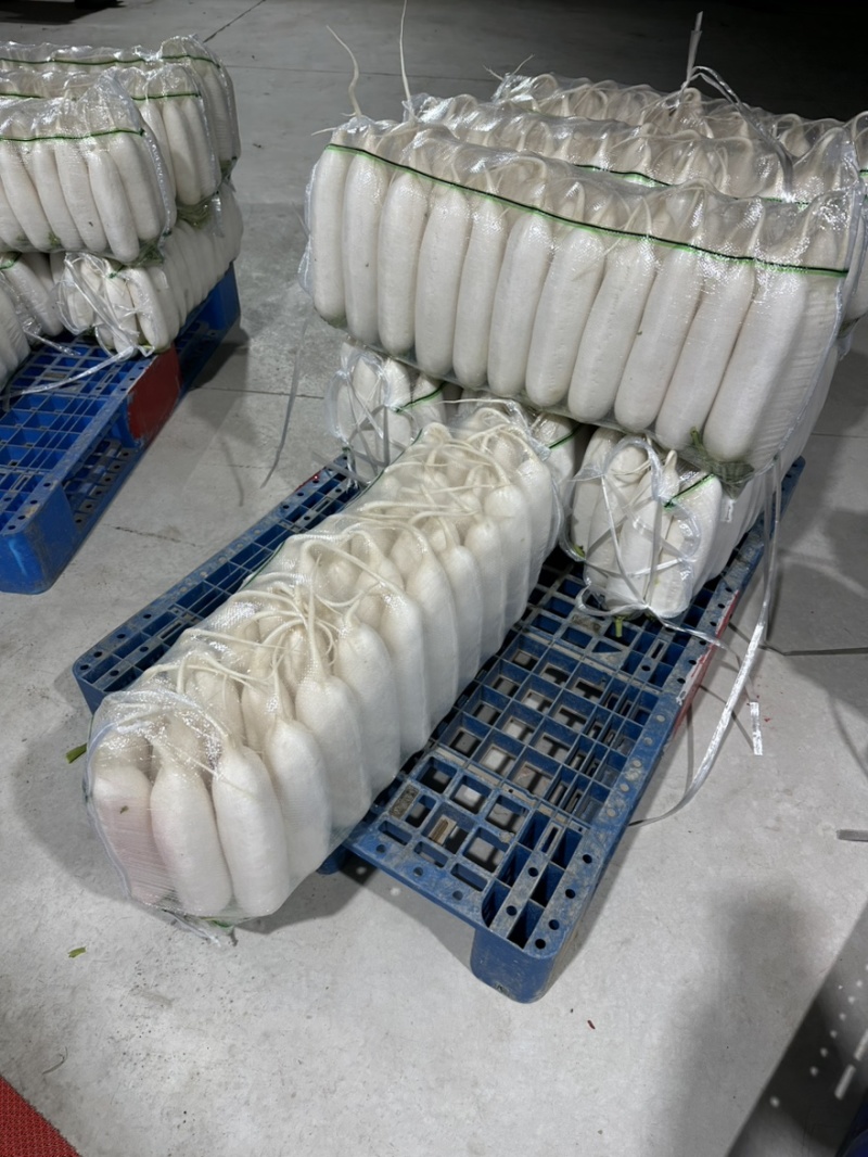 湖北沙洋白萝卜，产地直供，品质保证，热忱耐心，欢迎询购。