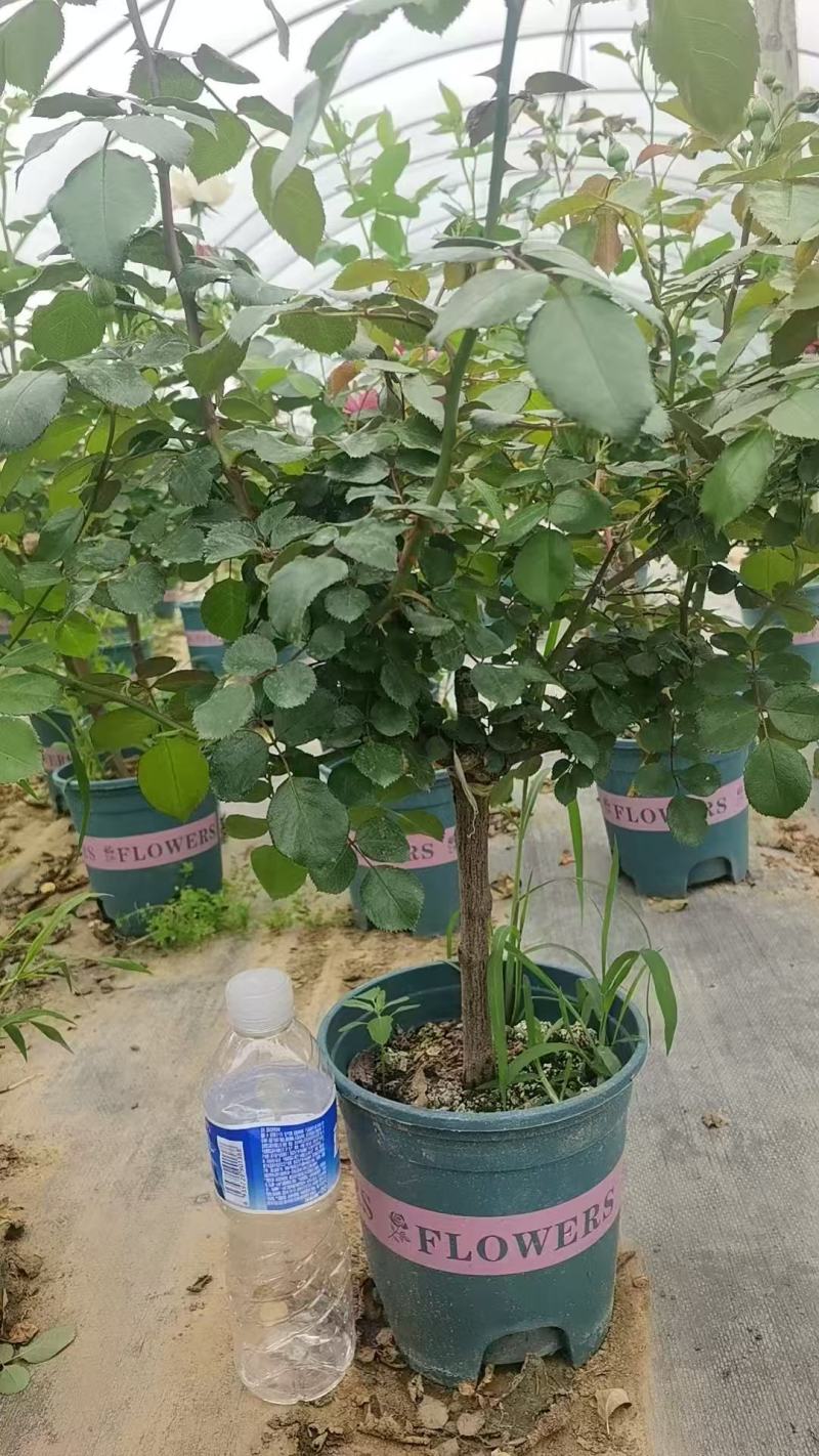 加仑杯棒棒糖月季，品种众多！基地直发！全国合作