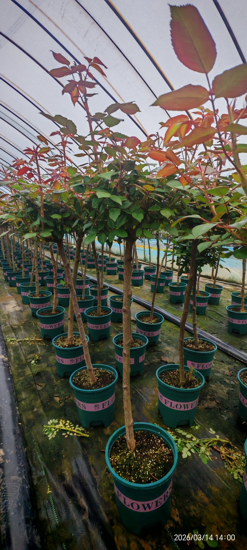 加仑杯棒棒糖月季，品种众多！基地直发！全国合作