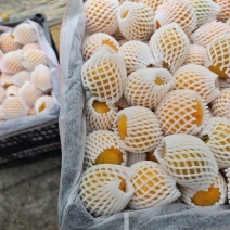 金太阳杏