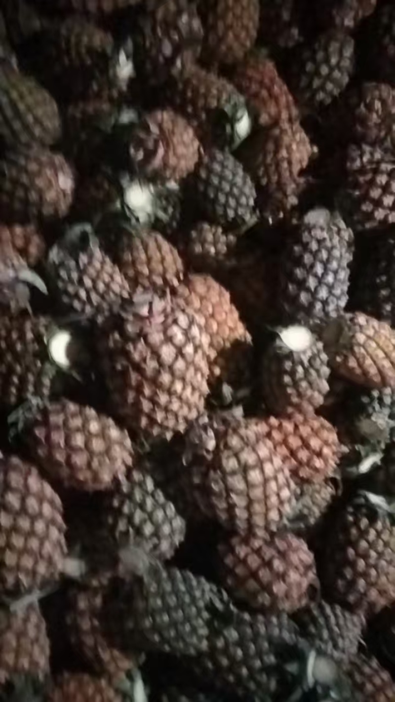 金钻凤梨口感纯甜，基地直发，品质保证，工厂货切片