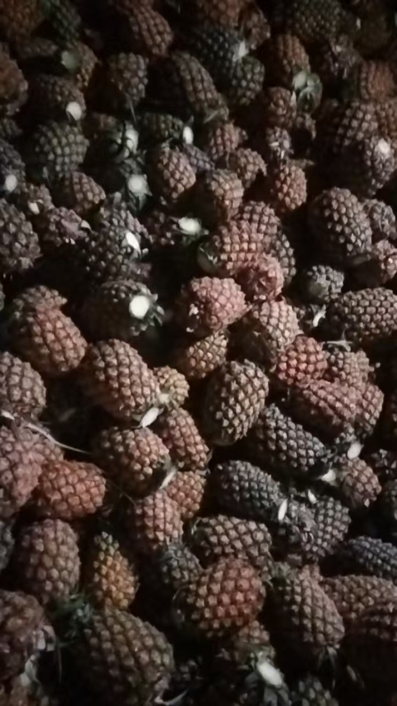金钻凤梨口感纯甜，基地直发，品质保证，工厂货切片
