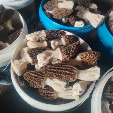 围场坝下羊肚菌