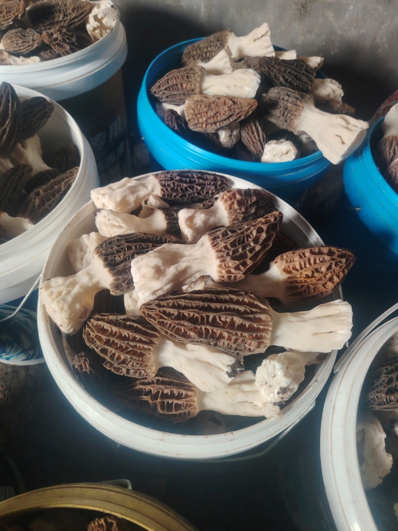 围场坝下羊肚菌