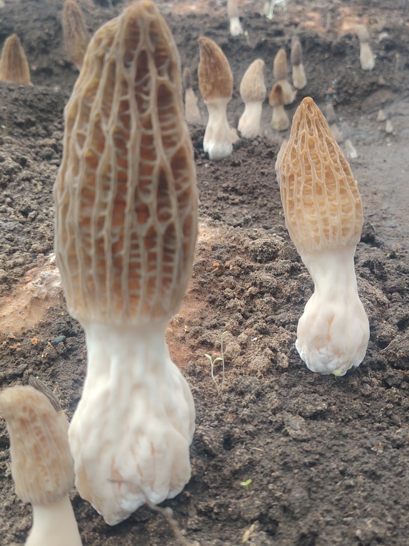 围场坝下羊肚菌