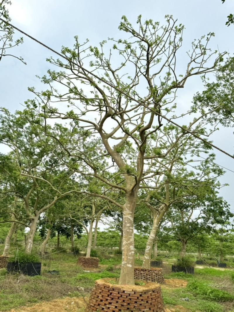 假植铁冬青