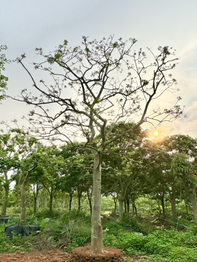 假植铁冬青