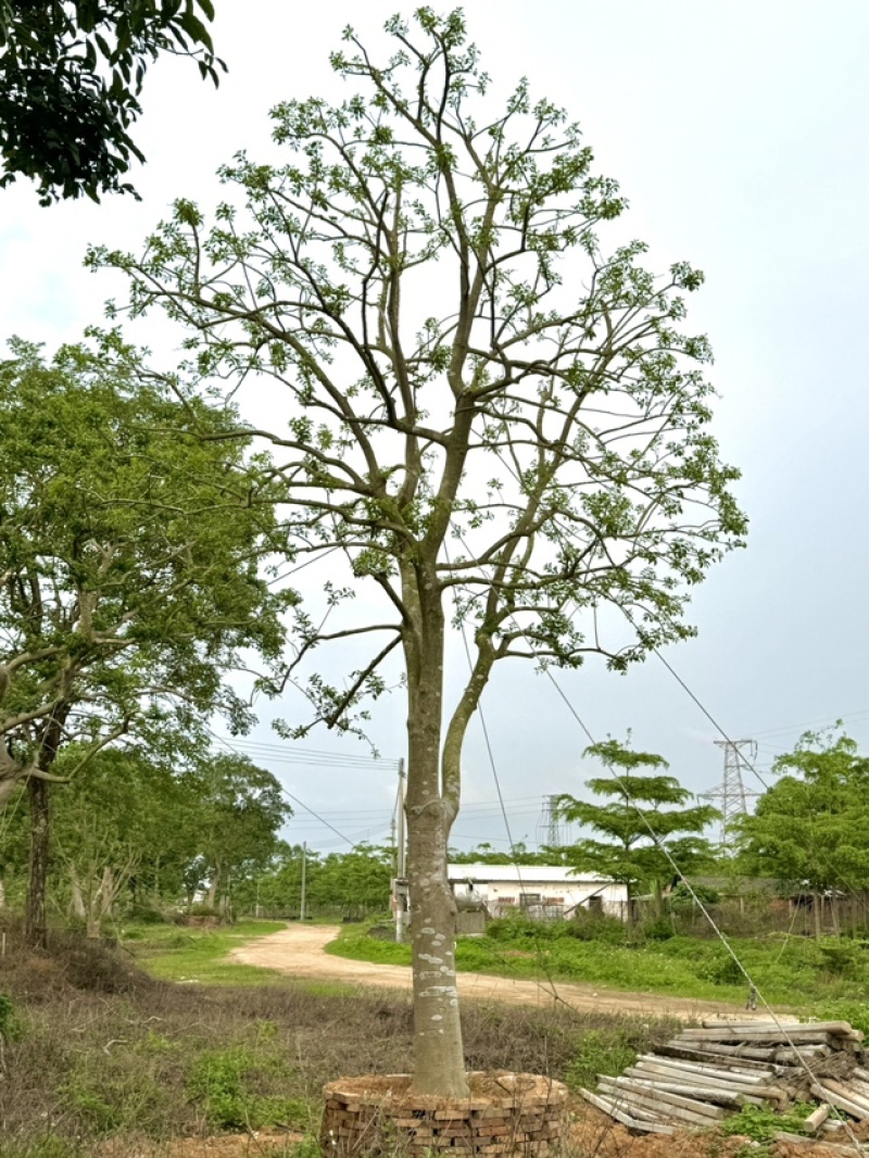 假植铁冬青