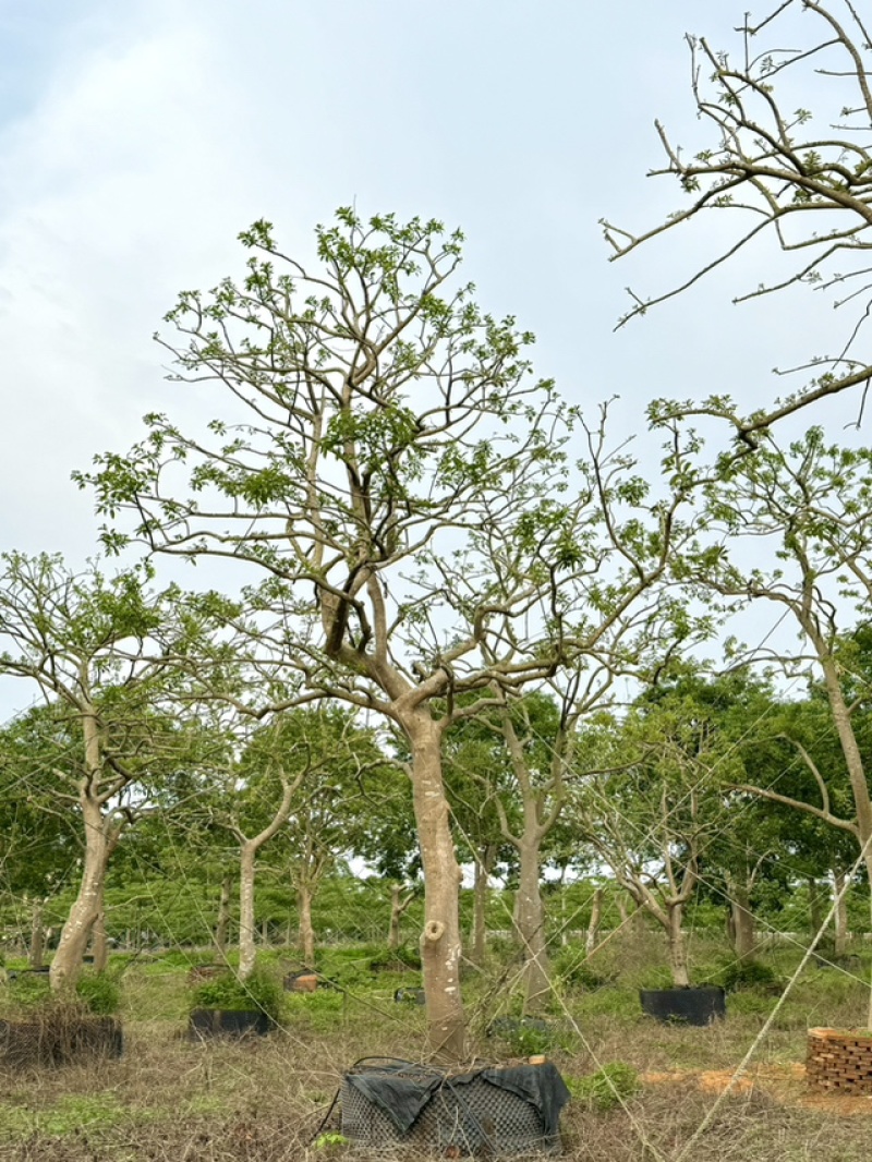 假植铁冬青