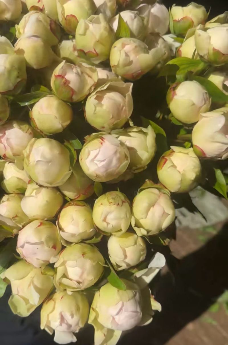 芍药鲜切花国产进口量大基地直销电商代发花店批发量大从