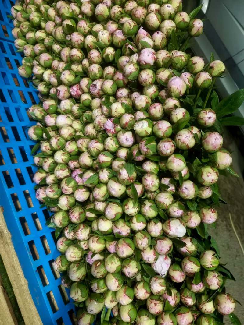 芍药鲜切花国产进口量大基地直销电商代发花店批发量大从