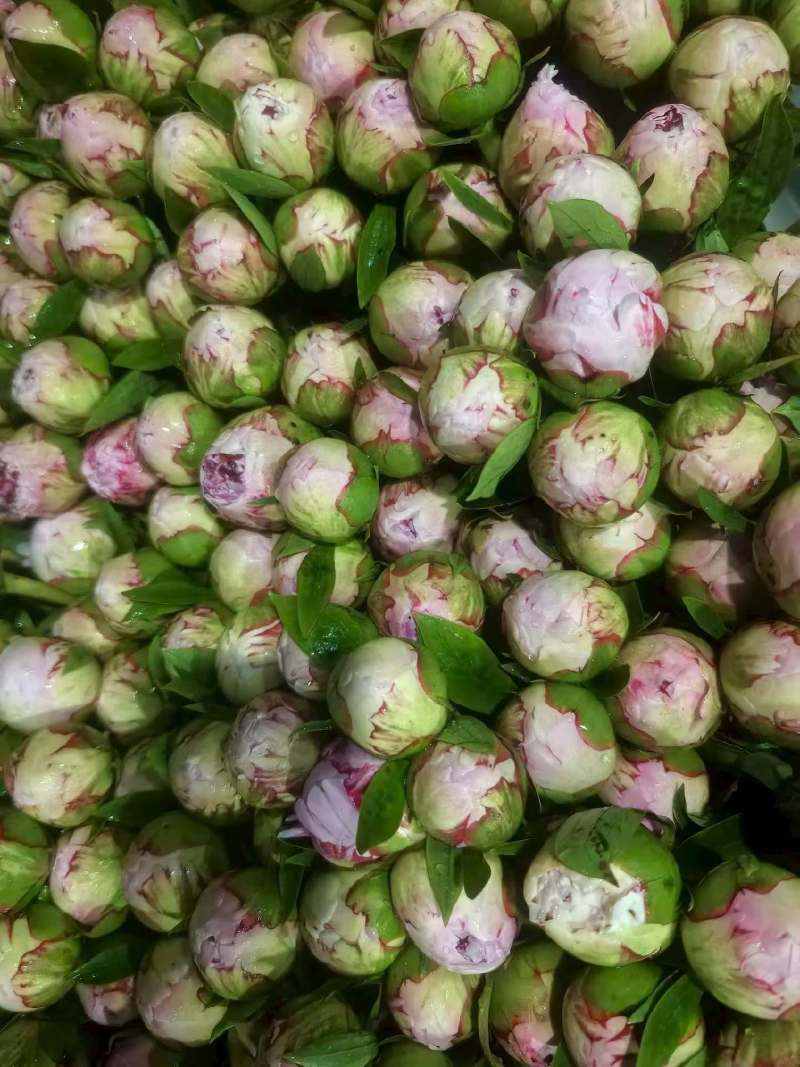 芍药鲜切花国产进口量大基地直销电商代发花店批发量大从