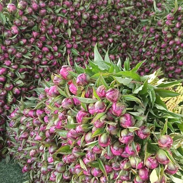 芍药鲜切花国产进口量大基地直销电商代发花店批发量大从