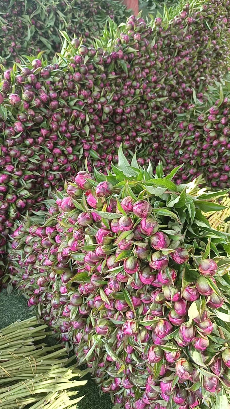 芍药鲜切花国产进口量大基地直销电商代发花店批发量大从