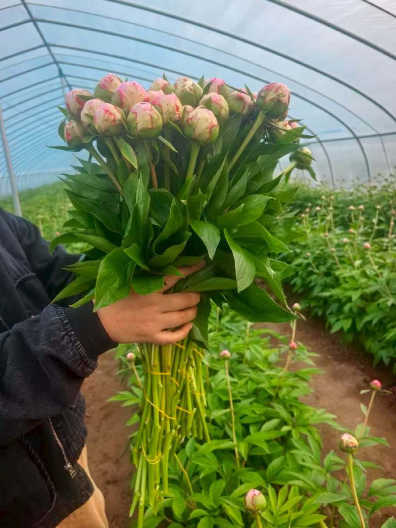 芍药鲜切花国产进口量大基地直销电商代发花店批发量大从