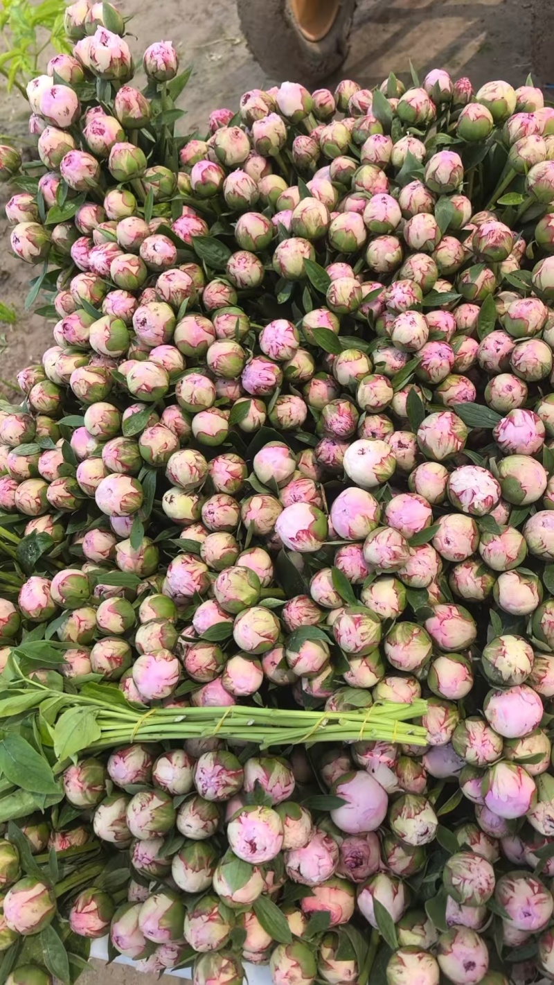 芍药鲜切花国产进口量大基地直销电商代发花店批发量大从