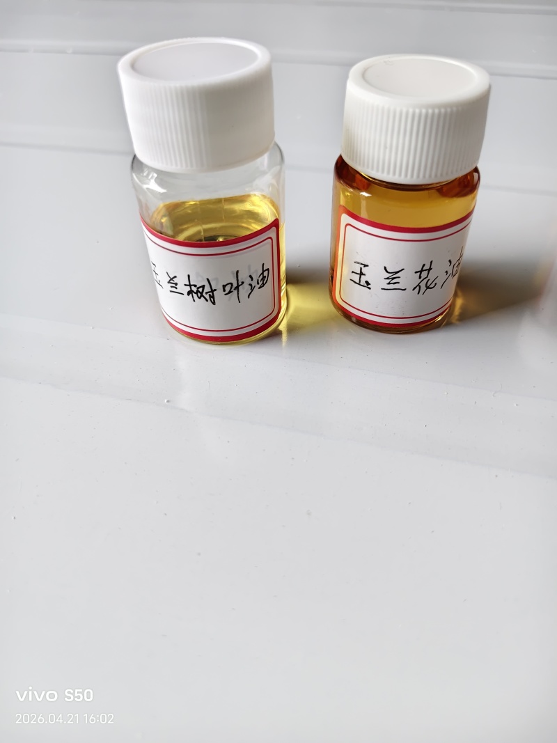 白玉兰精油产地货源蒸馏提取初级加工香料批发