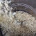 白玉兰精油产地货源蒸馏提取初级加工香料批发